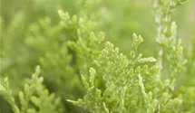 Jantar Arborvitae