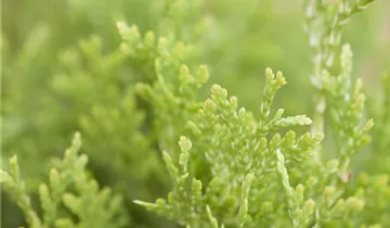 Jantar Arborvitae