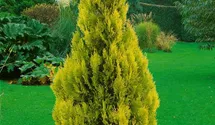 Jantar Arborvitae