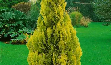 Jantar Arborvitae