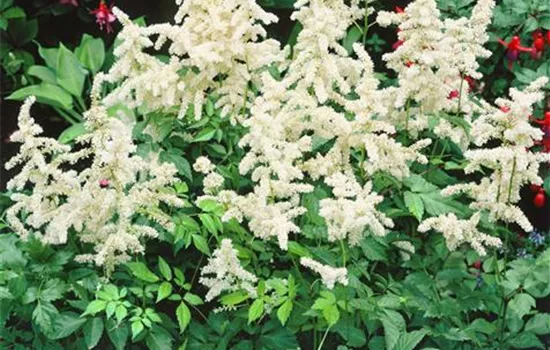 Astilbe japonica 'Deutschland' (Japonica-Gruppe)