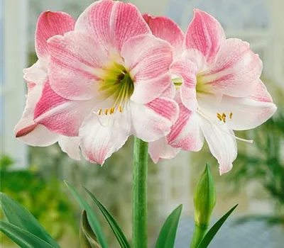 Amaryllis x 'Apple Blossom'