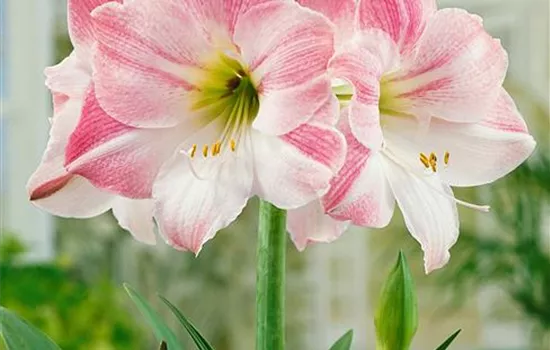 Amaryllis x 'Apple Blossom'