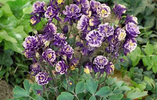 Aquilegia vulgaris 'Winky Blau-Weiß'