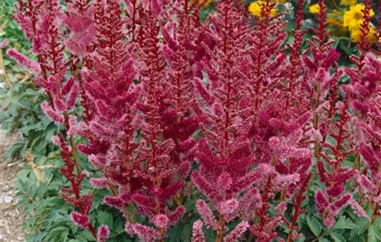 Astilbe japonica 'Maggie Daley'