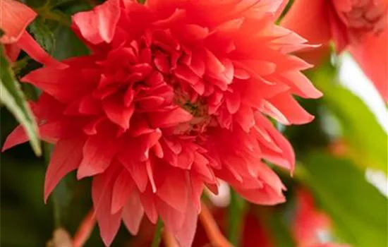Begonia tuberhybrida pendula, rot
