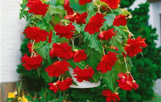 Begonia, rot, gefüllt