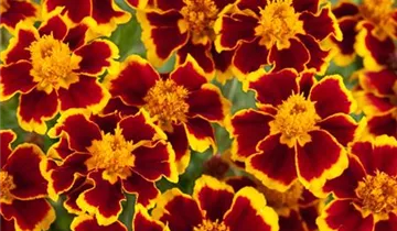 Studentenblume