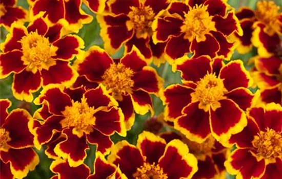 Tagetes