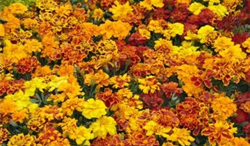 Studentenblume