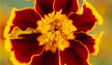 Studentenblume