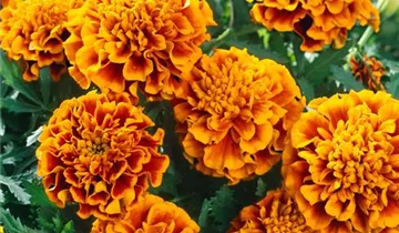 Studentenblume