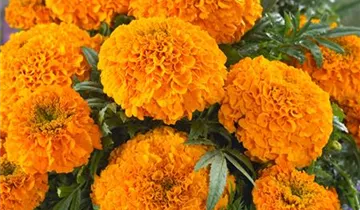 Studentenblume