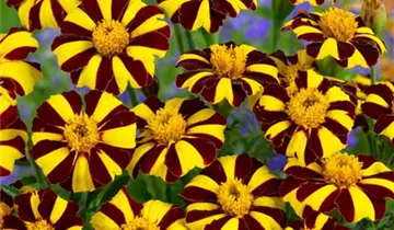 Studentenblume