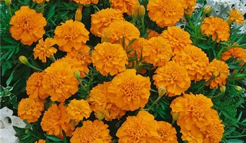 Studentenblume