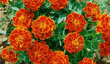 Studentenblume
