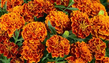 Studentenblume
