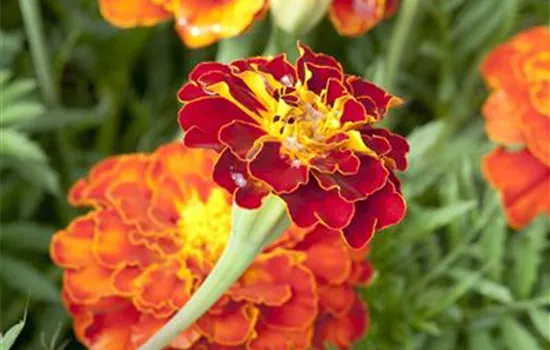 Tagetes patula nana