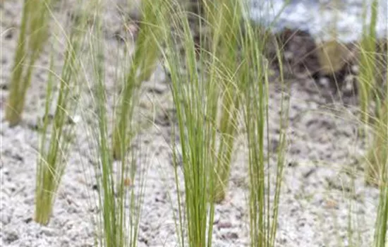 Stipa pennata