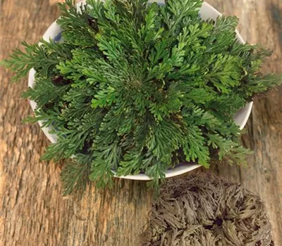 Selaginella lepidophylla