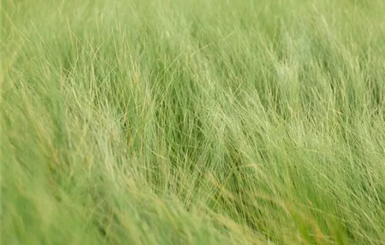 Stipa tenuifolia