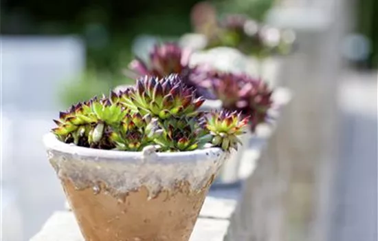 Sempervivum calcareum Sir William Lawrence