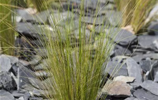 Stipa tenuissima