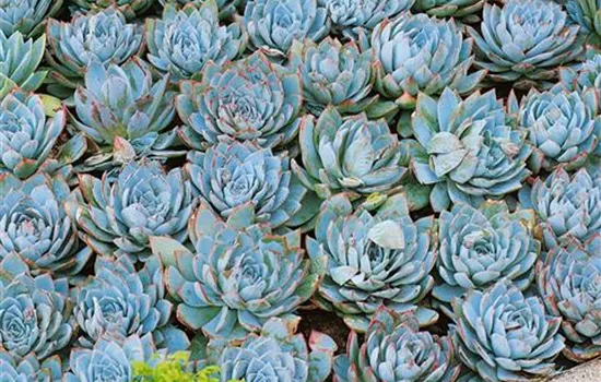 Sempervivum Hybriden