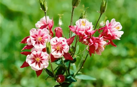 Aquilegia vulgaris 'Winky Rot-Weiß'