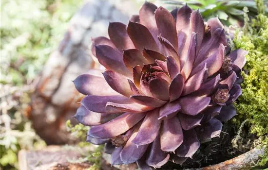 Sempervivum Hybriden, lachsrosa