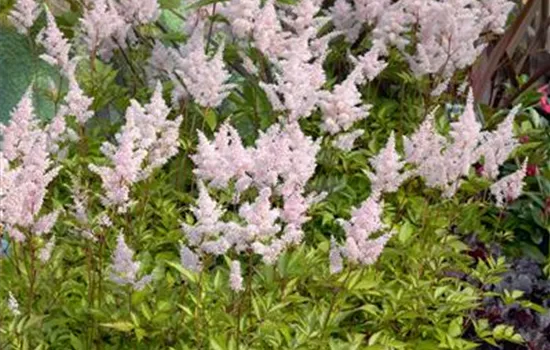 Astilbe japonica Montgomery