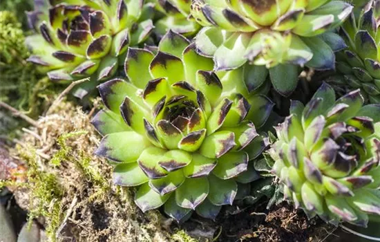 Sempervivum Mischung