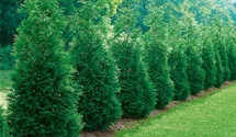 Steeplechase Arborvitae PP16094