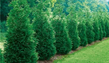 Steeplechase Arborvitae PP16094