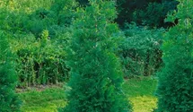 Steeplechase Arborvitae PP16094