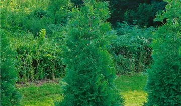 Steeplechase Arborvitae PP16094