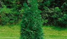 Steeplechase Arborvitae PP16094