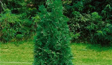 Steeplechase Arborvitae PP16094