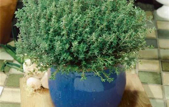 Thymus vulgaris 'Compactus'