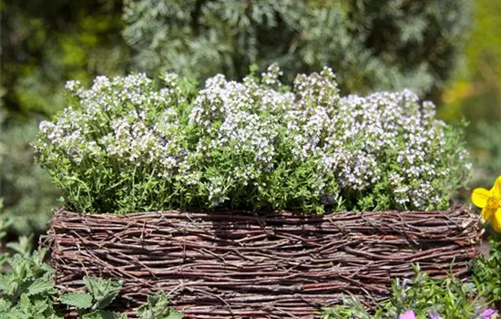 Thymus Wine and Roses