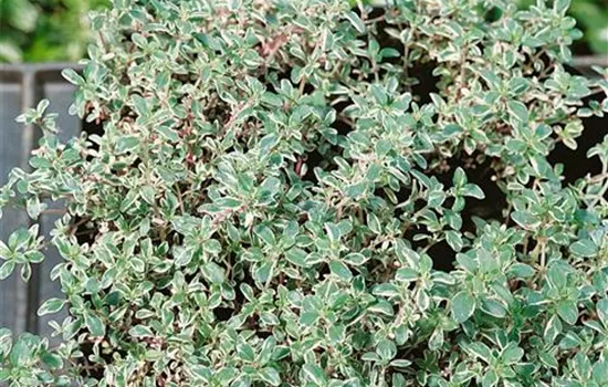 Thymus vulgaris 'Silver Posie'