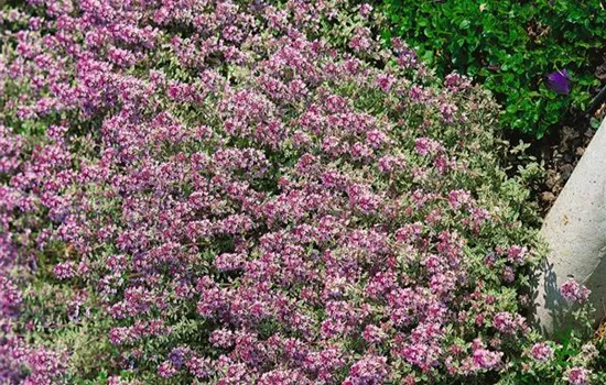 Thymus x citriodorus 'Silver Queen'