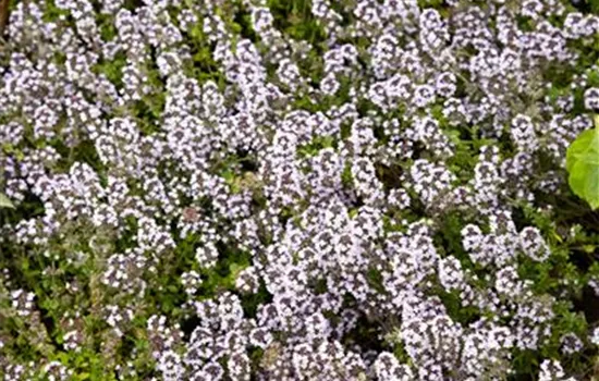 Thymus vulgaris 'Tabor'