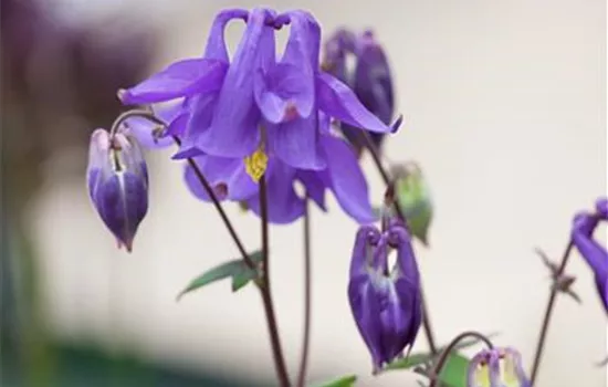 Aquilegia vulgaris, blau