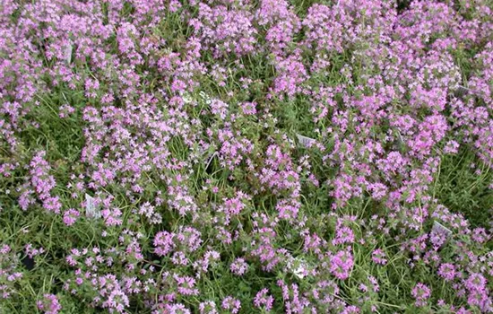Thymus vulgaris, rosa