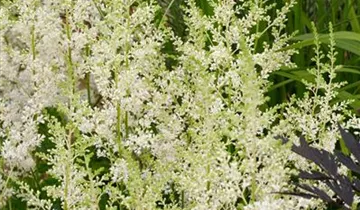 Prachtspiere 'Snowdrift'