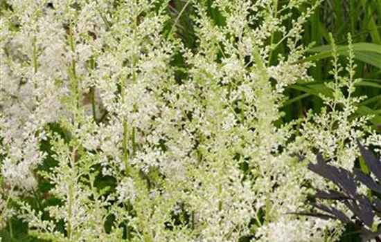 Astilbe simplicifolia 'Snowdrift'