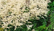 Prachtspiere 'Snowdrift'