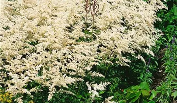 Prachtspiere 'Snowdrift'