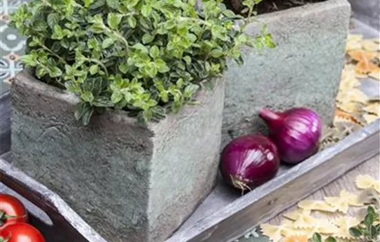 Thymus x citriodorus